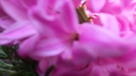 花瓶里的粉色花束视频素材模板下载