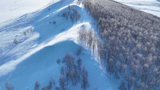 极寒雪原上银装素裹白桦林