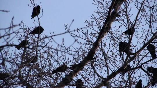 乌鸦群落在树枝上