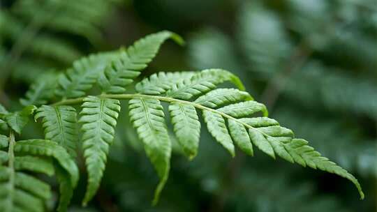 处暑白露蕨类植物清新自然生态视频