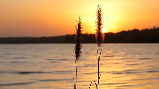 湖畔夕阳下的植物特写