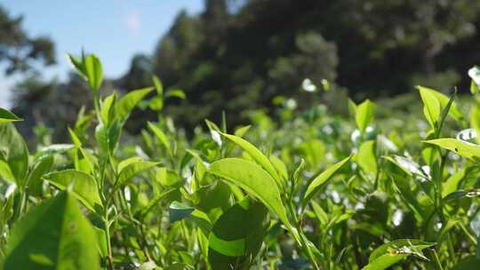 春茶绿茶嫩芽