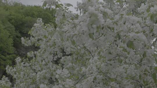 山丁子花LOG