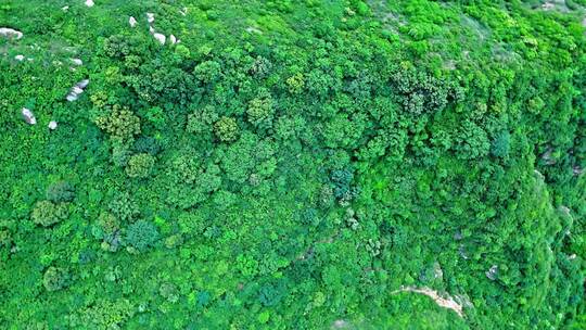 夏季绿色高山森林俯视航拍