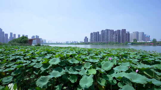 武汉江夏区汤逊湖壹号湿地公园