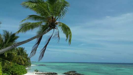 海边椰子树 倾斜 碧海蓝天 热带岛屿 棕榈