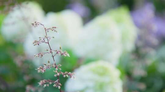 花，绣球花，花瓣，花园