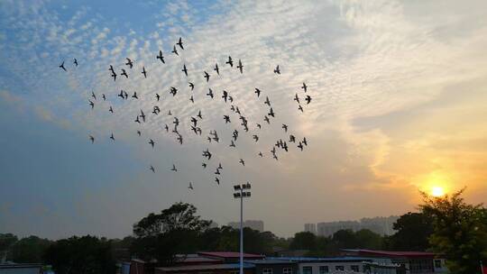 傍晚夕阳下 飞舞的鸽子  飞翔的信鸽