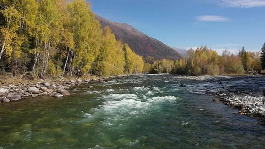新疆阿勒泰禾木河宽广的河流