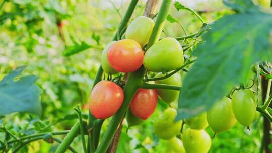 圣女果小西红柿小番茄种植