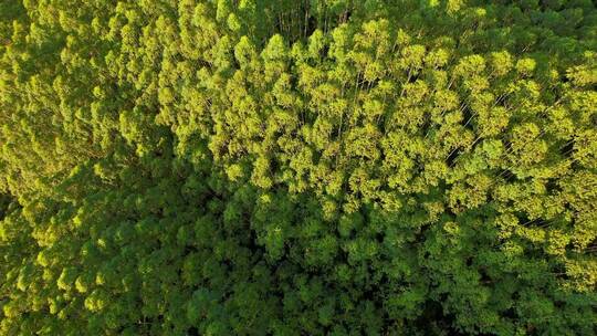 无人机航拍树林景观