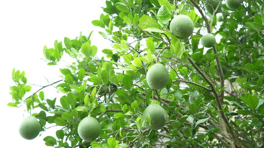 树上的柚子