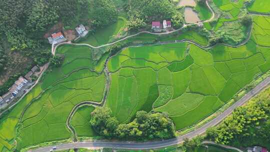 南方梯田 水稻田 山田 田