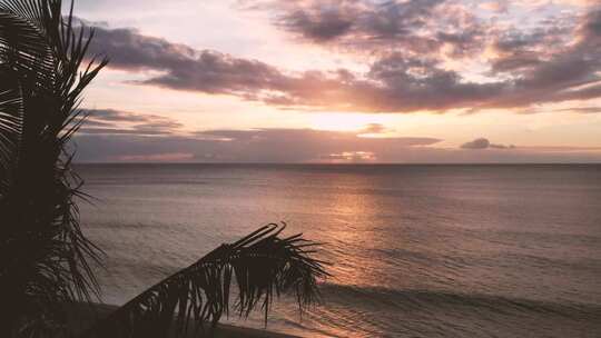 夕阳海边棕榈树剪影风景