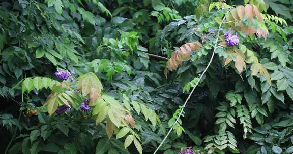 雨天植物叶片沾满水珠生机勃勃