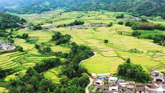 （合集）高山峡谷地区金色稻田