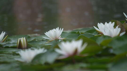 雨中水莲 莲花 睡莲 水莲