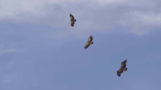 4K自然飞翔的鹰高山兀鹫3