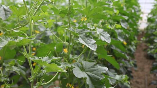 大棚里种植的黄瓜视频素材模板下载