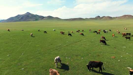 新疆草原牛群羊群马群航拍大自然动物放牧