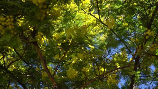 树枝上的金色叶子视频素材模板下载