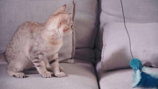 在客厅沙发逗猫金渐层幼猫玩耍