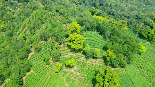 4k 航拍户外杭州高山茶园茶田自然风光