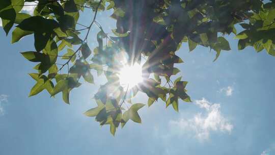 阳光穿过树叶夏日逆光绿叶蓝天