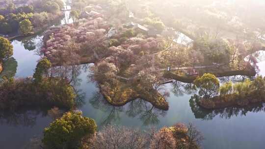 杭州西溪湿地曲水寻梅 春天江南梅花航拍