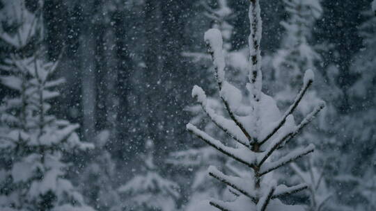 美丽的冬季景观和降雪