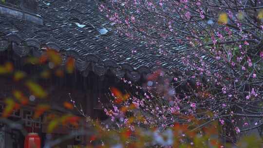 杭州西湖郭庄雨天梅花风景