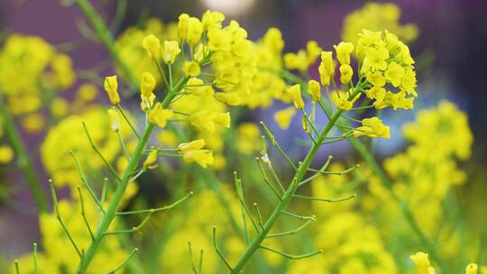 金黄色油菜花视频素材模板下载