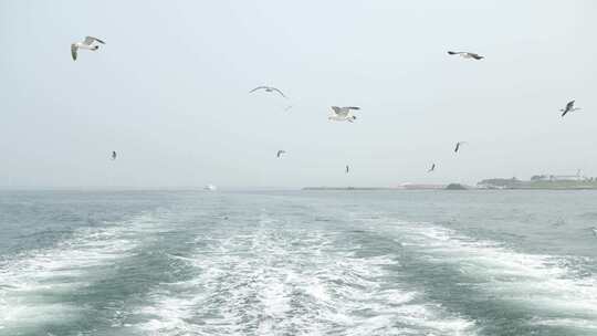 海鸥跟随快艇在浪花上飞翔