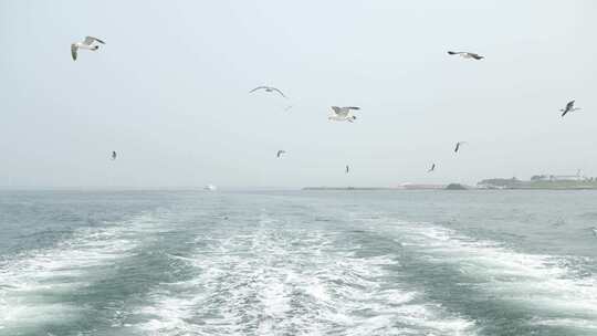 海鸥跟随快艇在浪花上飞翔视频素材模板下载