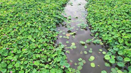 杭州湘湖十里荷塘风景航拍