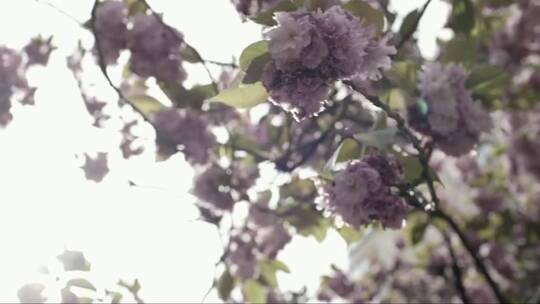 樱花盛开春天紫色五彩缤纷的风