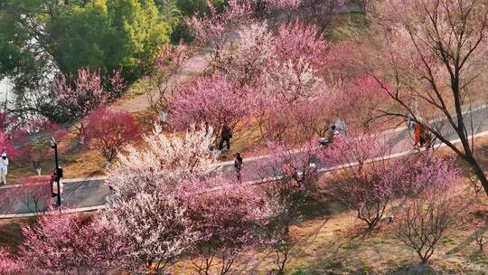 航拍杭州西溪湿地梅花风景