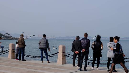 海滨城市岸边观赏海鸥的游人视频素材模板下载