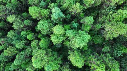 松树林俯拍树林航拍森林绿色植被山间林地