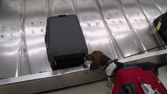警犬嗅探机场行李寻找毒品