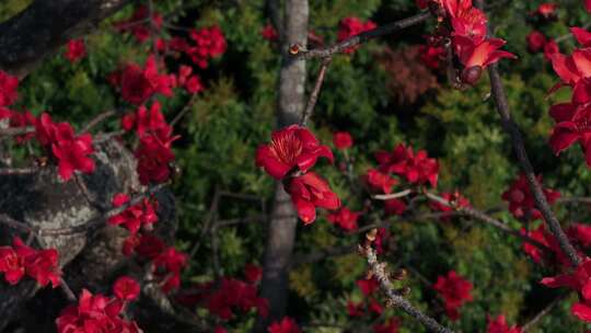 盛开的木棉花特写