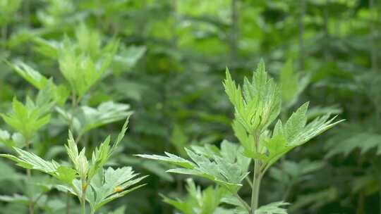 茂盛的艾草艾叶植物景观