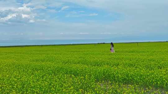 青海湖油菜花田航拍