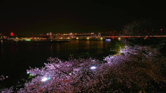 武汉汉阳江滩晴川阁公园和樱花风光