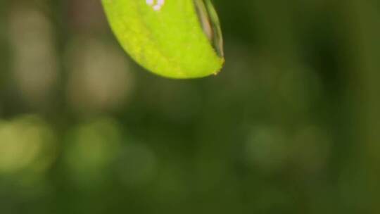 特写树叶上滴落的水珠