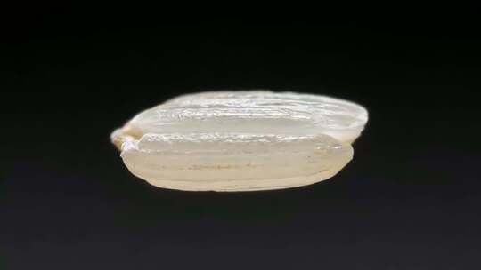 大米米饭米粒-广告宣传展示-合集