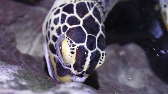 海龟岸边爬行觅食