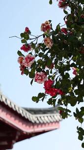 寺院花朵茶花竖屏风景