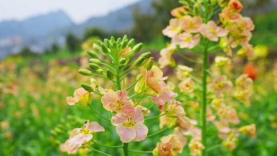 油菜花春天油菜花海油菜花田菜花花海