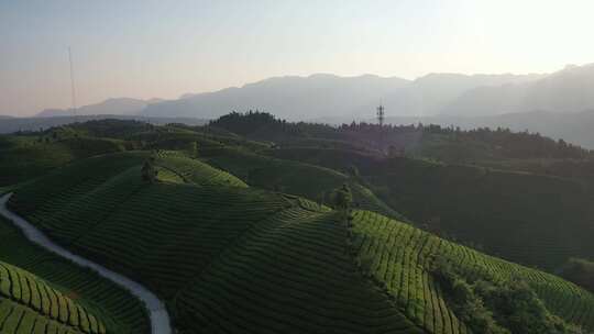 航拍视角恩施鹤峰茶山